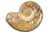 Jurassic Ammonite (Euaspidoceras) Fossil - Madagascar #349161-1